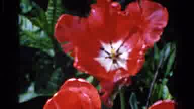 Wauconda Illinois USA (1961): The Dancing Red Flowers In The Wind