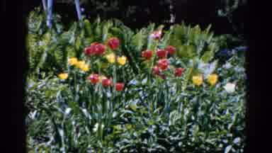 Wauconda Illinois USA (1961): Women Tends To Her Garden Of Roses And Tulips
