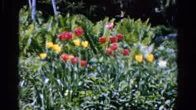 Wauconda Illinois USA (1961): Red Yellow And White Tulips In A Garden With Other