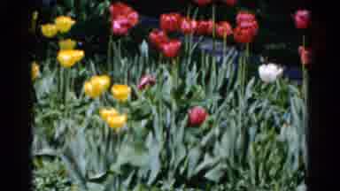 Wauconda Illinois USA (1961): Garden Of Yellow White And Red Tulip Blossoms Blow