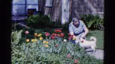 Wauconda Illinois USA (1961): Dog White Woman Tulip Garden Summer Sunshine Naughty