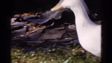 Wauconda Illinois USA (1961): One Duck Is Going The Side Of The House Fastly