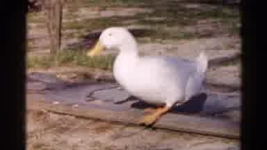 Wauconda Illinois USA (1961): Woman Observes A Duck Walking In The Backyard Of Her