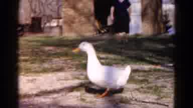 Wauconda Illinois USA (1961): Woman Watches A Duck In Her Yard