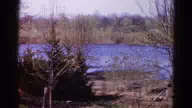 Wauconda Illinois USA (1961): Panning Video Of Foliage Blowing In The Wind In