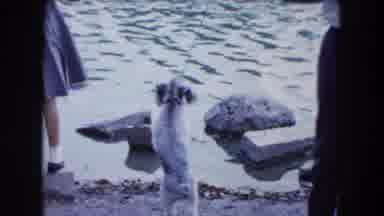 South Carolina USA (1961): Group Of Friends Follow Small Dog Reaction By The Edge