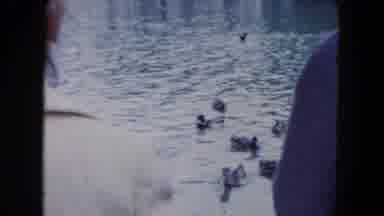 South Carolina USA (1961): Men Feeding Ducks In The Pond With Food To Attract Them