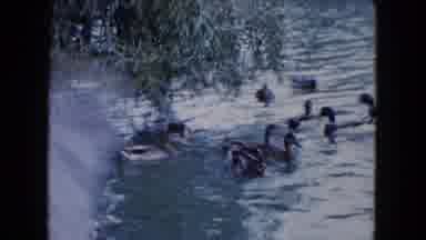 South Carolina USA (1961): The Duck Is Swimming In The Water Very Cute And Happy