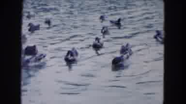 South Carolina USA (1961): The Ducks Swimming In A Peaceful Pond Looking For Food