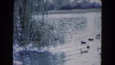 South Carolina USA (1961): The Little Duck That Went Swimming At A Pond Near You