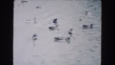 South Carolina USA (1961): A Man Walking Near A Pond Which Cuts To Ducks On The