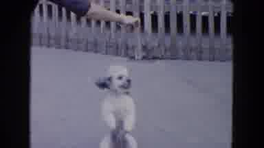 South Carolina USA (1961): Puppy Gets Taught Tricks
