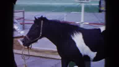 South Carolina USA (1961): Small Rural Fair With Rides And Animals