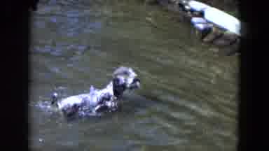 South Carolina USA (1961): The Dog Is Playing In The Water Is Seeing Very Nice