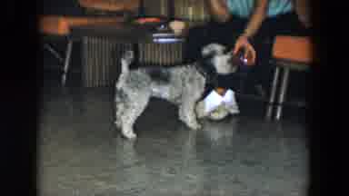 South Carolina USA (1961): Woman Playing With Her Dog And A Toy That Floats