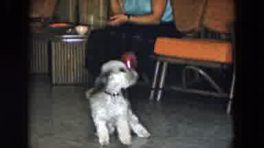 South Carolina USA (1961): The Dog Is Playing In The Ball Very Interesting And The