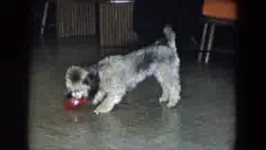 South Carolina USA (1961): A Dog Is Playing With Ball In The Hall It Is Very Kind