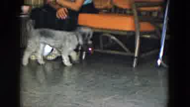 South Carolina USA (1961): Adorable Black And Grey Dog With Curly Fur Playing With
