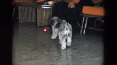 South Carolina USA (1961): Cute Black And White Dog Bites A Red Ball Near Seated