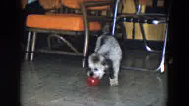 South Carolina USA (1961): The Dog Was Playing With The Ball And Try To Take The