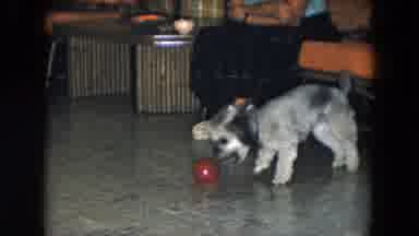 South Carolina USA (1961): Small Grey And Black Pet Dog With Curly Fur Playing