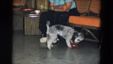 South Carolina USA (1961): Dog Are Playing In Ball And Seeing One Lady But Nice