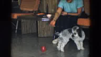 South Carolina USA (1961): Light Grey Dog Retrieves Red Ball For Person Wearing