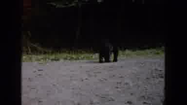 South Carolina USA (1961): A Bear Hunting For His Food What Will He Find On The