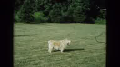 Nevada USA (1961): Dogs Are Man's Best Friend And A Part Of The Family