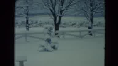 Jamestown Wisconsin USA (1961): A House With A White Fence And Fir Trees Covered