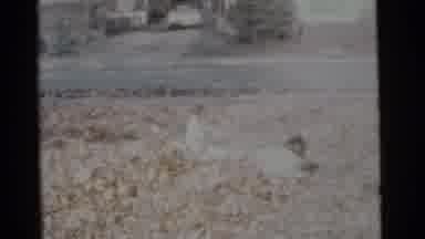 Camden New Jersey USA (1961): The Children's Were Playing And Cleaning The Leaves