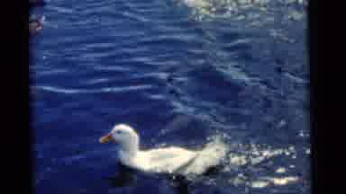 Camden New Jersey USA (1961): Ducks Happily Wading In The Water On A Sunny Day