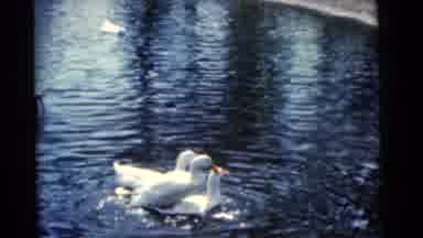 Camden New Jersey USA (1961): Four Cute White Ducks Swimming In The Blue Waters Of