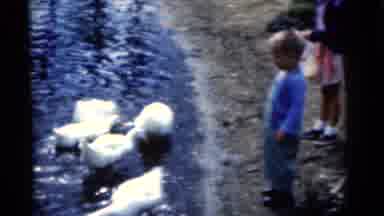 Camden New Jersey USA (1961): Children Play With Ducks Beside Their Mother