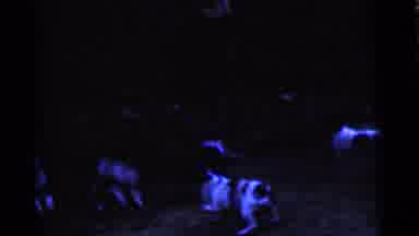 Camden New Jersey USA (1961): The Dogs Were Friendly Fighting There Is The Very