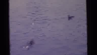 Camden New Jersey USA (1961): People Watching And Feeding Ducks In River On Sunny