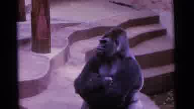 Camden New Jersey USA (1961): The Kids Went On A Field Trip To The Zoo To Feed The