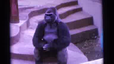 Camden New Jersey USA (1961): Natural Habitat For The Gorilla Shows Incredible