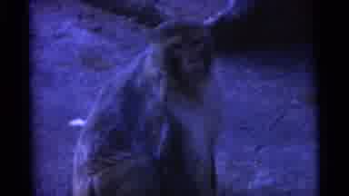 Camden New Jersey USA-1961: Monkey Searching in Blue-Lit Enclosure