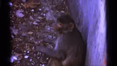 Camden New Jersey USA (1961): Monkeys At The Zoo