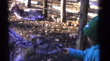 Camden New Jersey USA (1961): Kids Feeding Goats And Fawns In A Farm In The Winter
