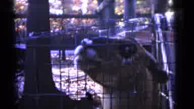 Camden New Jersey USA (1961): Taking A Video Of Gazelle And Other Animals In A Zoo