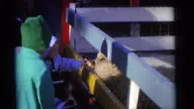 Camden New Jersey USA (1961): The Baby Was Giving Food To The Animal