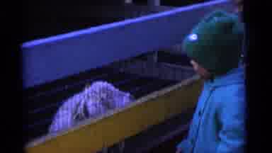 Camden New Jersey USA (1961): Cute Kiddos Feeding Farm Animals