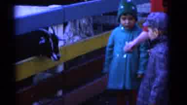 Camden New Jersey USA (1961): The Baby Was Giving Food To The Sheep And Goat