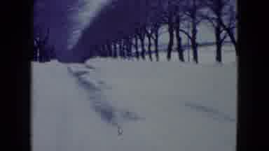 Madison Wisconsin USA (1960): Snowy Tree Lined Path