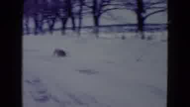 Madison Wisconsin USA (1960): Dog Wanders Around Outside And Sniffs The Snow