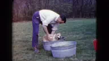 Madison Wisconsin USA-1960: A Man Bathing A Puppy In A Metal Tub