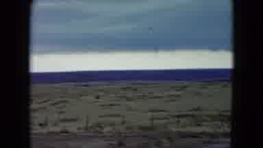 Nevada USA (1960): Cows Which Are Enclosed By Barbed Wire Fence Living On Prairie