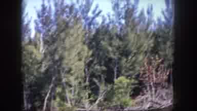 Tampa Florida USA (1960): Filming Of The Sea And The Forest